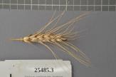 Click for 1 image(s) for this accession. Spike